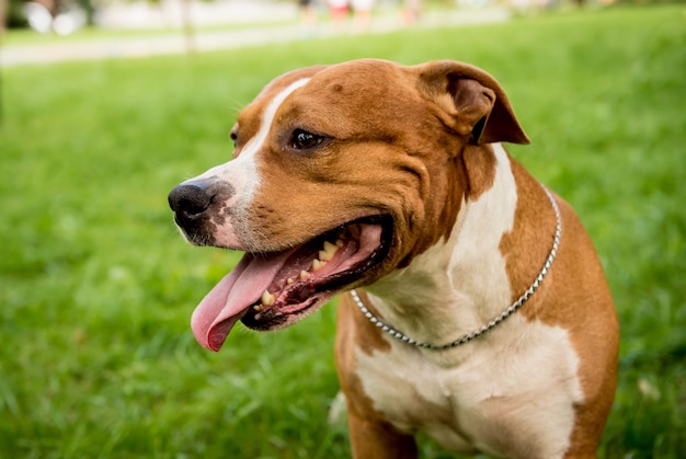 Porträt des niedlichen amerikanischen Staffordshire Terriers am Park.