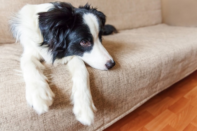 Porträt des niedlichen Border Collie auf der Couch