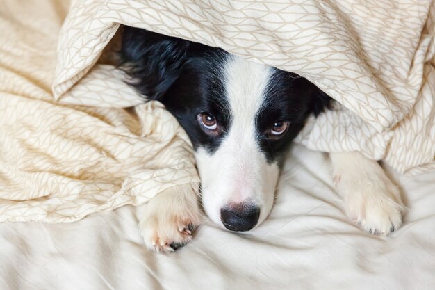 Porträt des niedlichen Border Collie lag auf Kissendecke im Bett