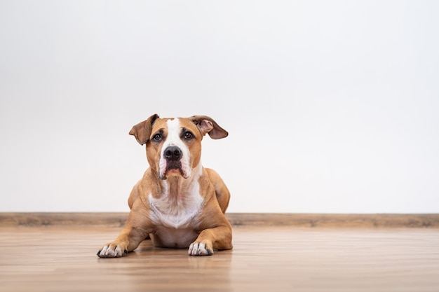 Porträt des niedlichen jungen Hundes drinnen. Staffordshire Terrier Welpe im Kopftuch im leeren Raum eines Hauses, das nach oben schaut