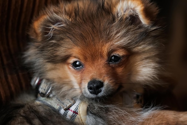 Porträt des niedlichen kleinen pommerschen Spitzhundes