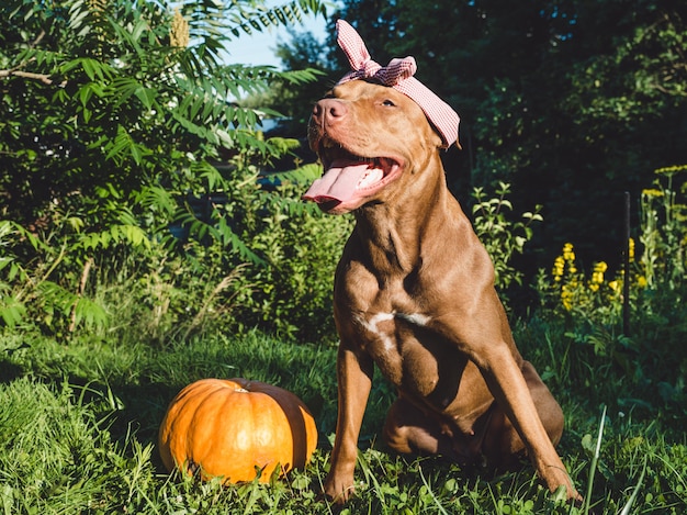 Porträt des niedlichen Pitbull-Hundes