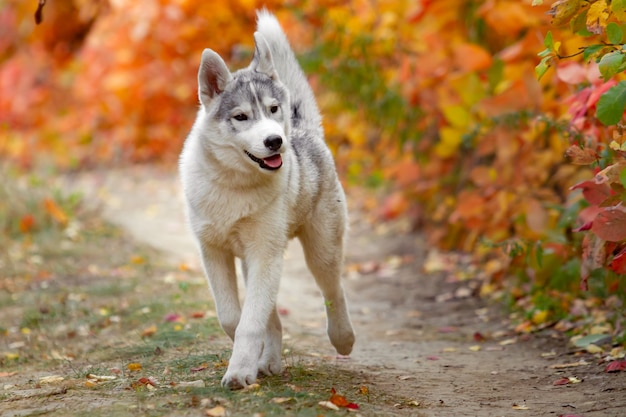 Porträt des niedlichen und glücklichen Hunderassen-Siberian Husky mit Tonque, der heraus hängt, der im leuchtend gelben Herbstwald läuft. Netter grauer und weißer Huskyhund im goldenen Fallwald