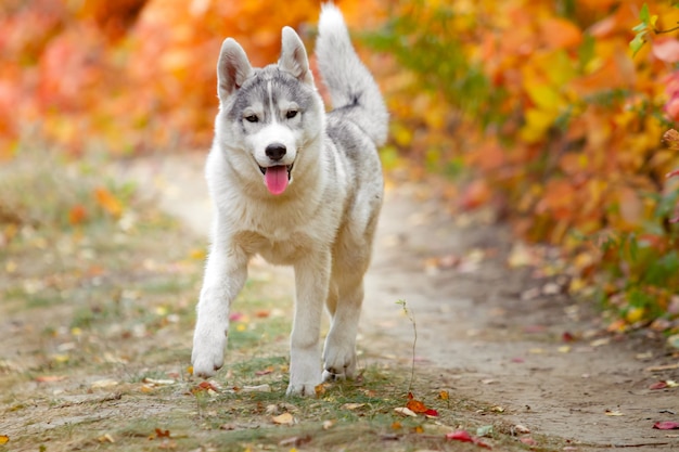 Porträt des niedlichen und glücklichen Hunderassen-Siberian Husky mit Tonque, der heraus hängt, der im leuchtend gelben Herbstwald läuft. Netter grauer und weißer Huskyhund im goldenen Fallwald