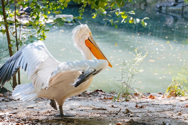 Porträt des Pelikanvogels auf einem Teich im sonnigen Sommertag