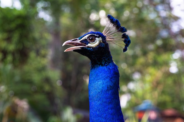 Porträt des Pfauenkopfes. Malaysia