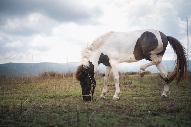 Porträt des Pferdes am Rasen und am bergblauen Himmel