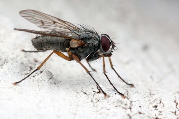 Porträt des Profils der kleinen Fliege auf weißem Hintergrund