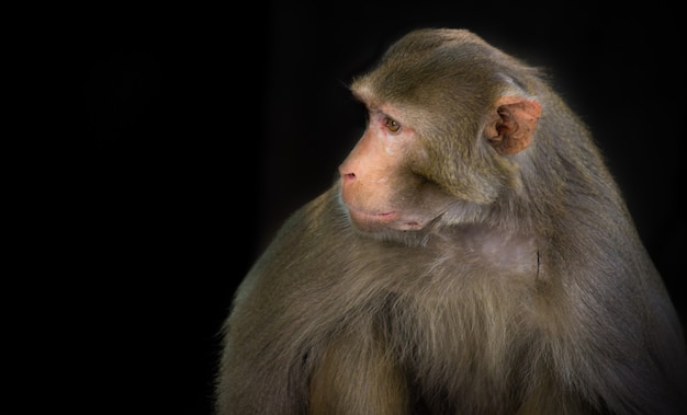 Porträt des Rhesus-Makaken-Affen im dunklen Hintergrund, auch bekannt als Primaten oder Affen oder Macaca