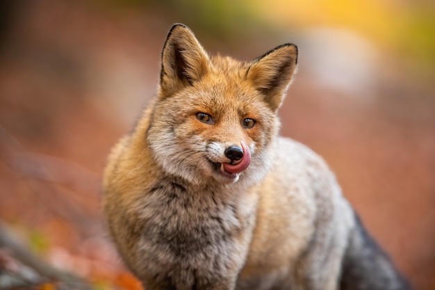 Porträt des roten Fuchses, der seinen Mund innerhalb des Waldes in der Herbstnatur leckt.