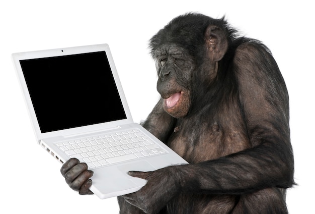 Porträt des Schimpansen auf Weiß lokalisiert. (Mischling zwischen Schimpansen und Bonobo)