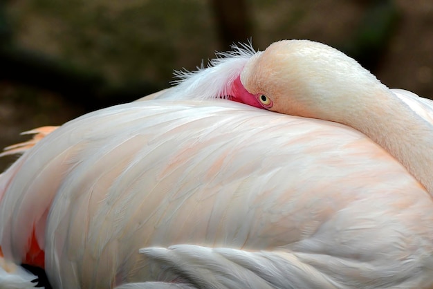 Porträt des schlafenden rosa Flamingos