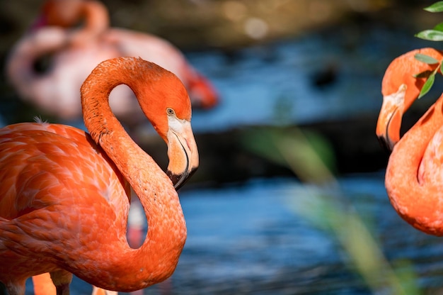 Porträt des schönen amerikanischen Flamingos oder des Phoenicopterus ruber nahe Wasser