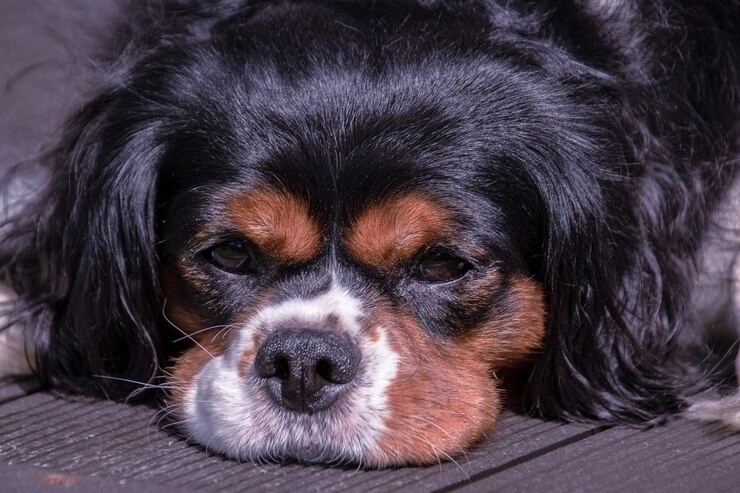 Foto porträt des schönen cavalier king charles spaniel, der auf deck liegt