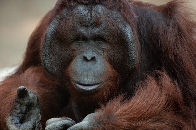 Porträt des schönen erwachsenen männlichen Orang-Utan (Pongo abelii)