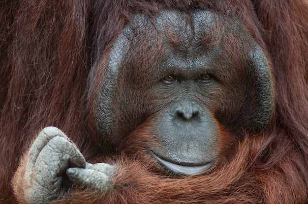 Porträt des schönen erwachsenen männlichen Orang-Utan (Pongo abelii)