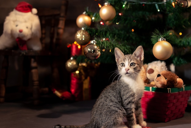 Porträt des schönen Kätzchens Kätzchen in Weihnachtsatmosphäre