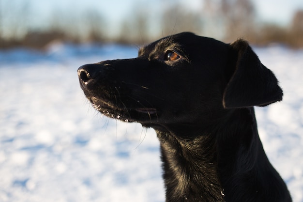Porträt des schönen kleinen schwarzen Hundes, der nach vorne schaut und auf einer sonnigen Wiese sitzt