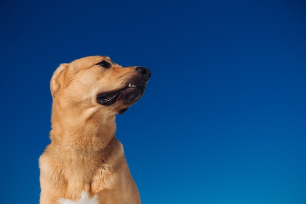 Porträt des schönen roten Haarhundes in einer Wiese. Der Hund steht auf einem Hügel, posiert und schaut zur Seite.