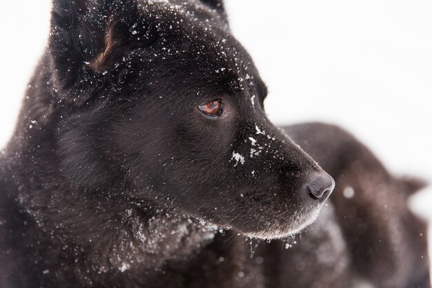 Porträt des schönen schwarzen Hundes, der auf schneebedecktes Feld im Winterwald geht