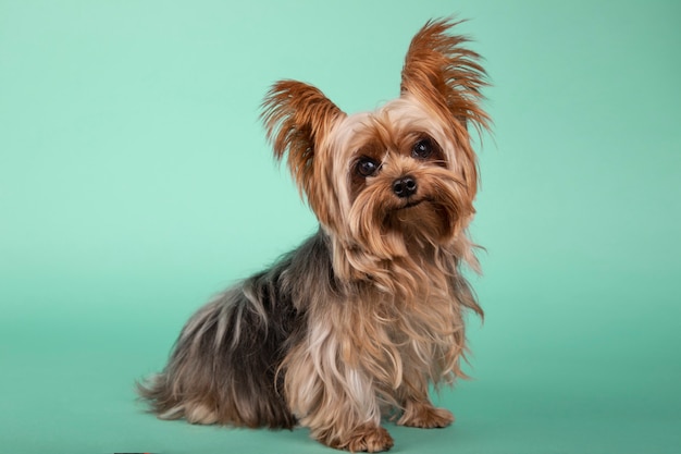 Porträt des schönen Yorkshire-Terriers sitzend im Profil