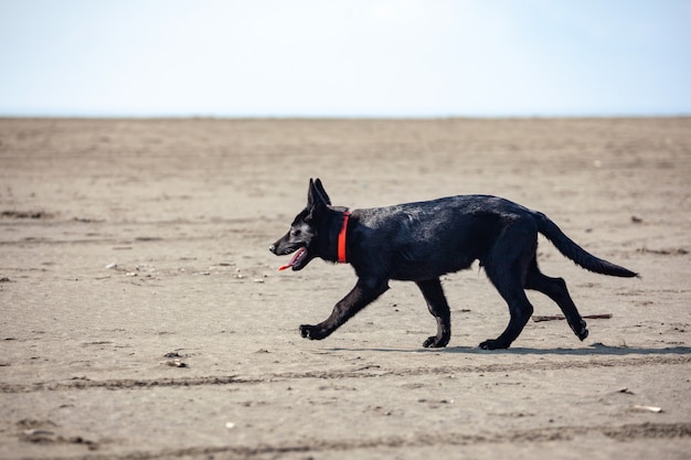 Porträt des schwarzen deutschen Schäferhundes am schwarzen Sandstrand. Tier.