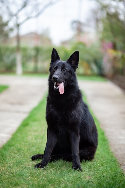 Porträt des schwarzen deutschen Schäferhundes im Hof