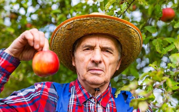 Porträt des Seniorbauern mit Strohhut, der während der Ernte im Spätsommer roten Apfel im Obstgarten hält