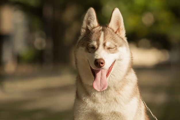 Porträt des Siberian Husky