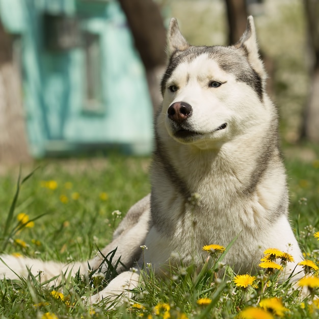 Porträt des Siberian Husky