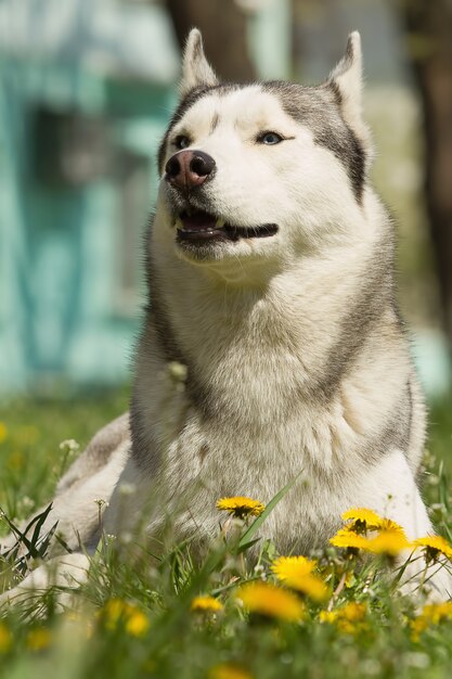 Porträt des Siberian Husky