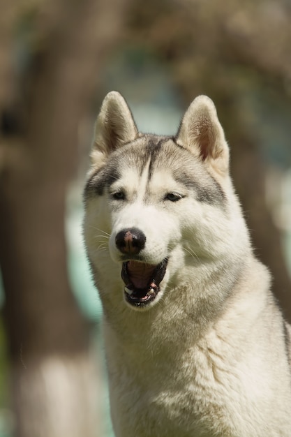 Porträt des Siberian Husky