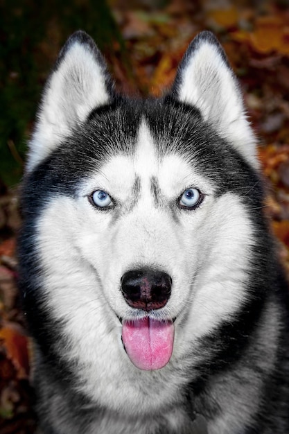 Porträt des sibirischen Husky-Hundes im Herbst aus nächster Nähe