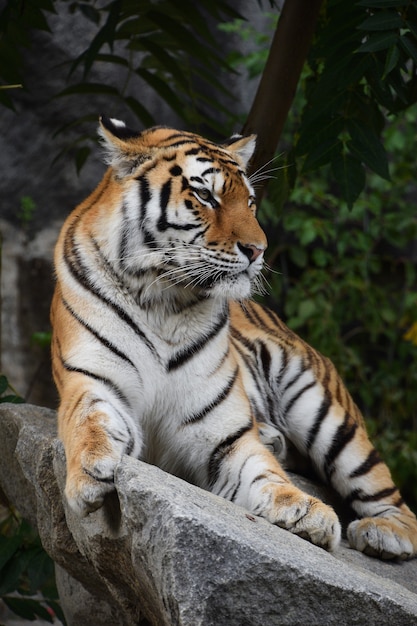 Porträt des sibirischen Tigers, der auf Felsen ruht