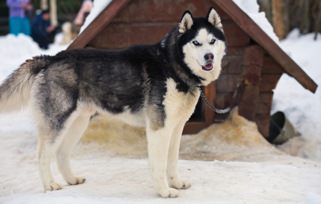 Porträt des Sport-Schlitten-Husky-Hundes. Working Mushing Dogs des Nordens.