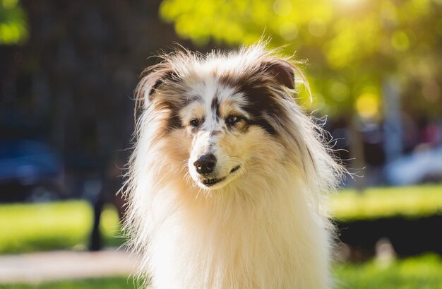 Porträt des süßen groben Collie-Hundes im Park