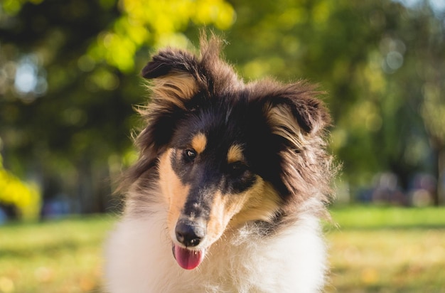 Porträt des süßen groben Collie-Hundes im Park