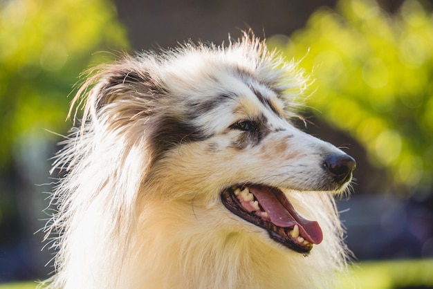 Porträt des süßen groben Collie-Hundes im Park