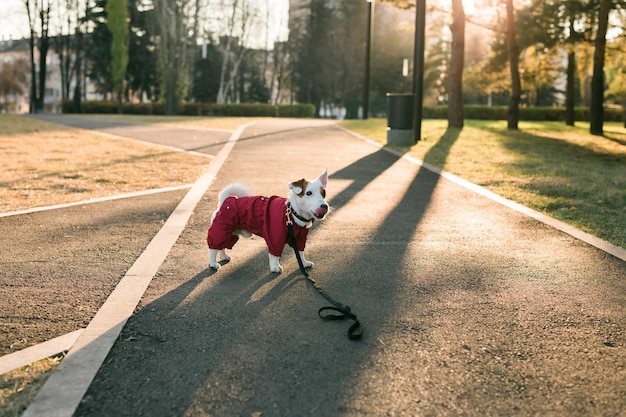 Porträt des süßen Jack-Russell-Hundes im Anzug, der im Herbstpark spaziert, Kopienraum und leerer Platz für Text