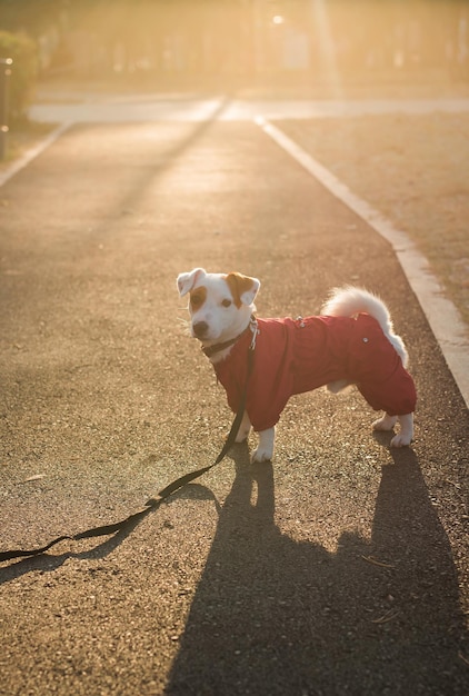 Porträt des süßen Jack-Russell-Hundes im Anzug, der im Herbstpark spaziert, Kopienraum und leerer Platz für Text