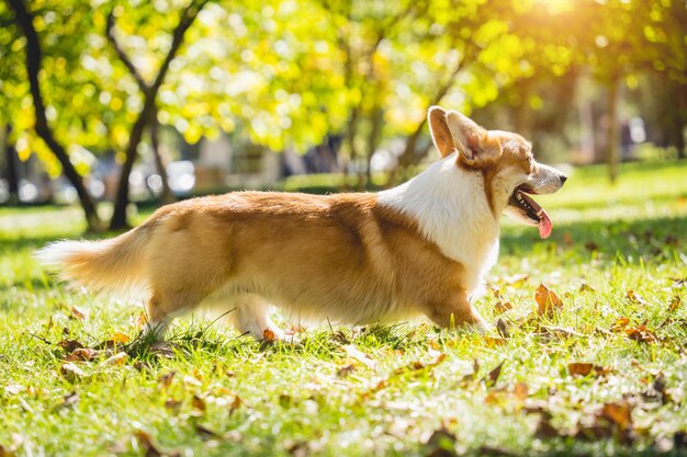 Porträt des süßen walisischen Corgi-Hundes im Park