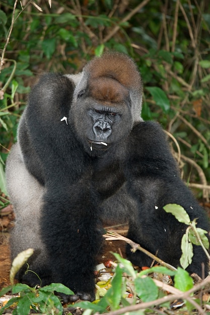 Porträt des Tieflandgorillas. Republik Kongo.