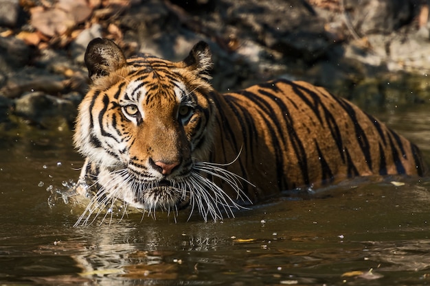 Porträt des tigers.