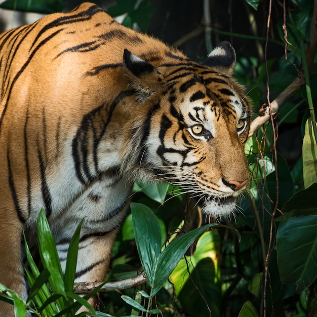 Porträt des tigers.