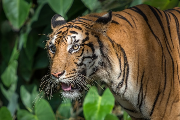 Porträt des Tigers.