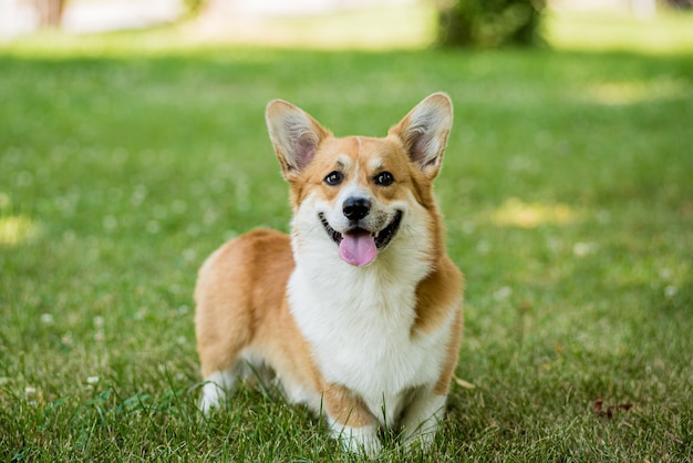 Porträt des walisischen Corgi-Pembrokes im Stadtpark