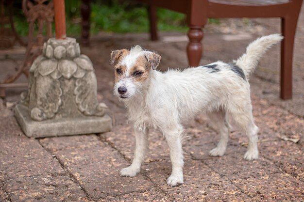 Porträt des weißen Hundes auf dem Bodenbraunziegelstein