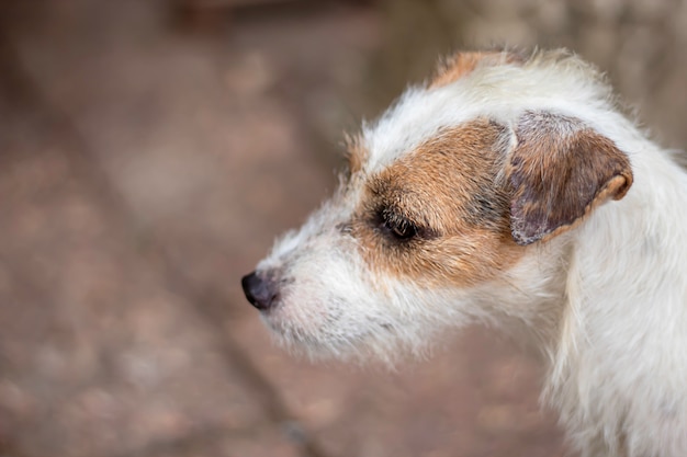 Porträt des weißen Hundes auf dem Bodenbraunziegelstein