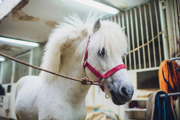 Porträt des weißen Ponys mit schöner Mähne