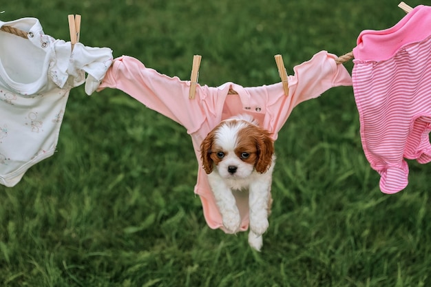 Porträt des Welpen King Charles Spaniel